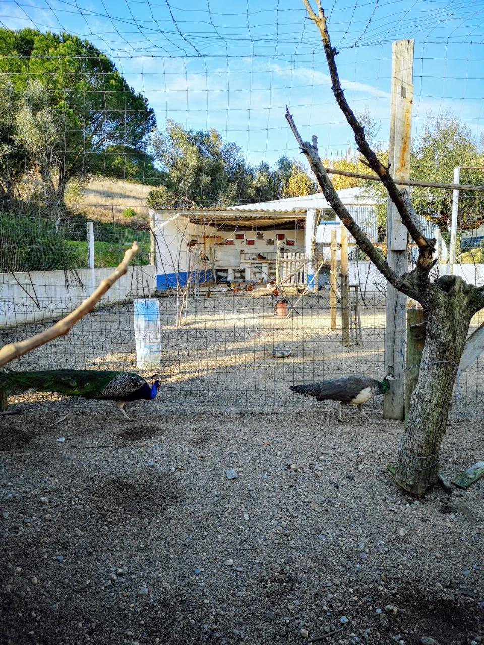 Quinta Ribeiro Tanquinhos Pension Tancos Buitenkant foto